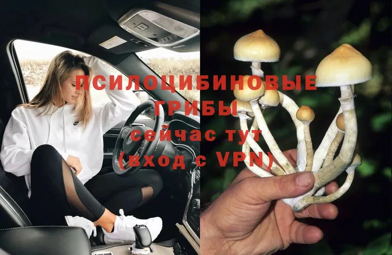 Псилоцибиновые грибы MAGIC MUSHROOMS  площадка как зайти  Кирсанов 